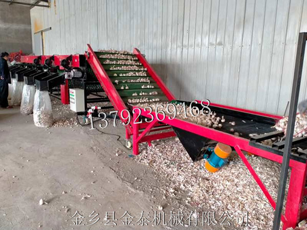 蒜種分瓣機(jī)輸送帶應(yīng)該怎樣調(diào)整